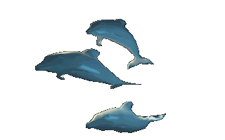 3 dolfijnen