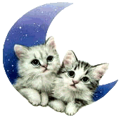 katten op de maan