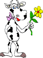 koe met een bloem