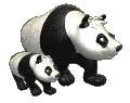 panda met kleintje