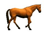 paard