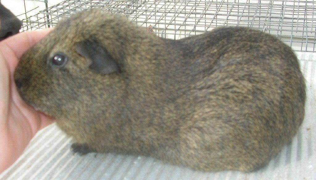 guineas003.jpg