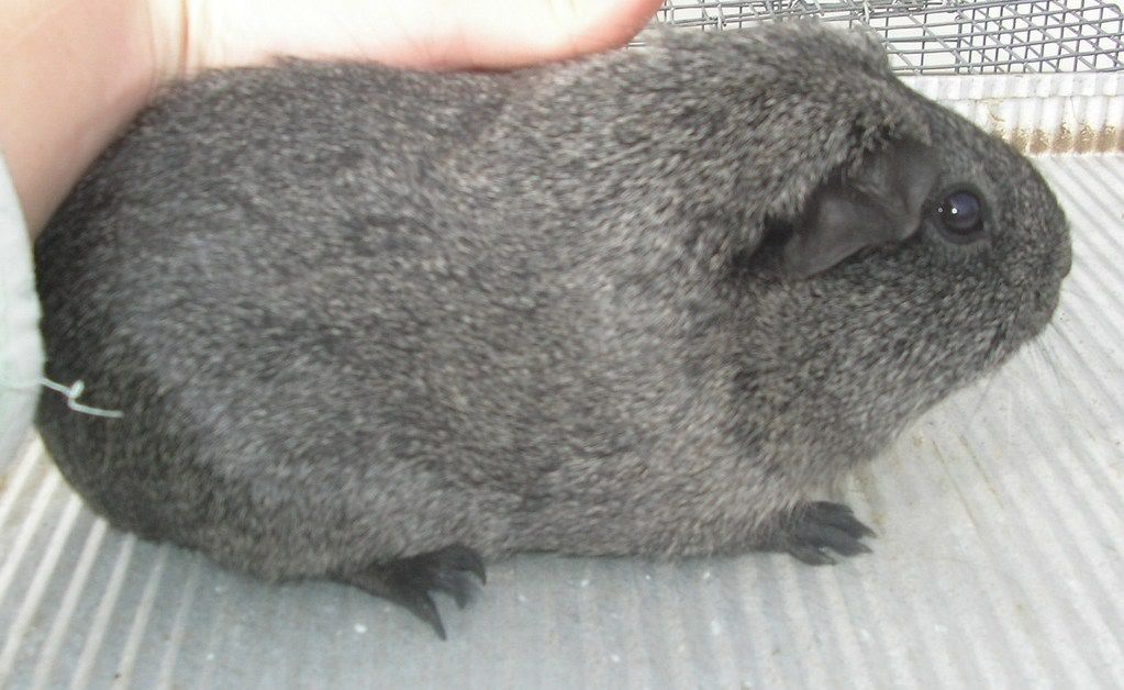 guineas004-1.jpg