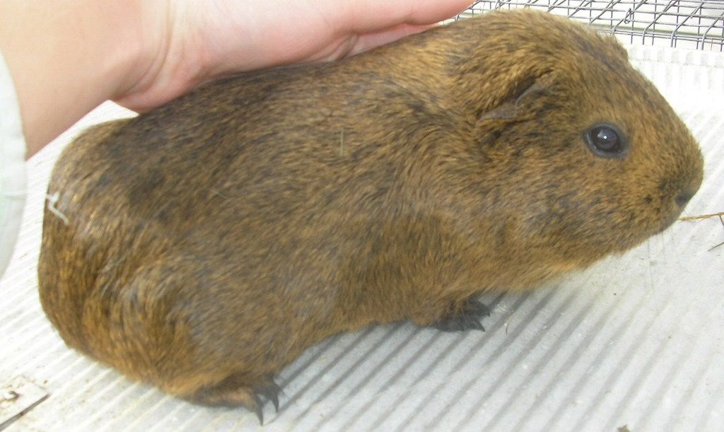 guineas005-1.jpg