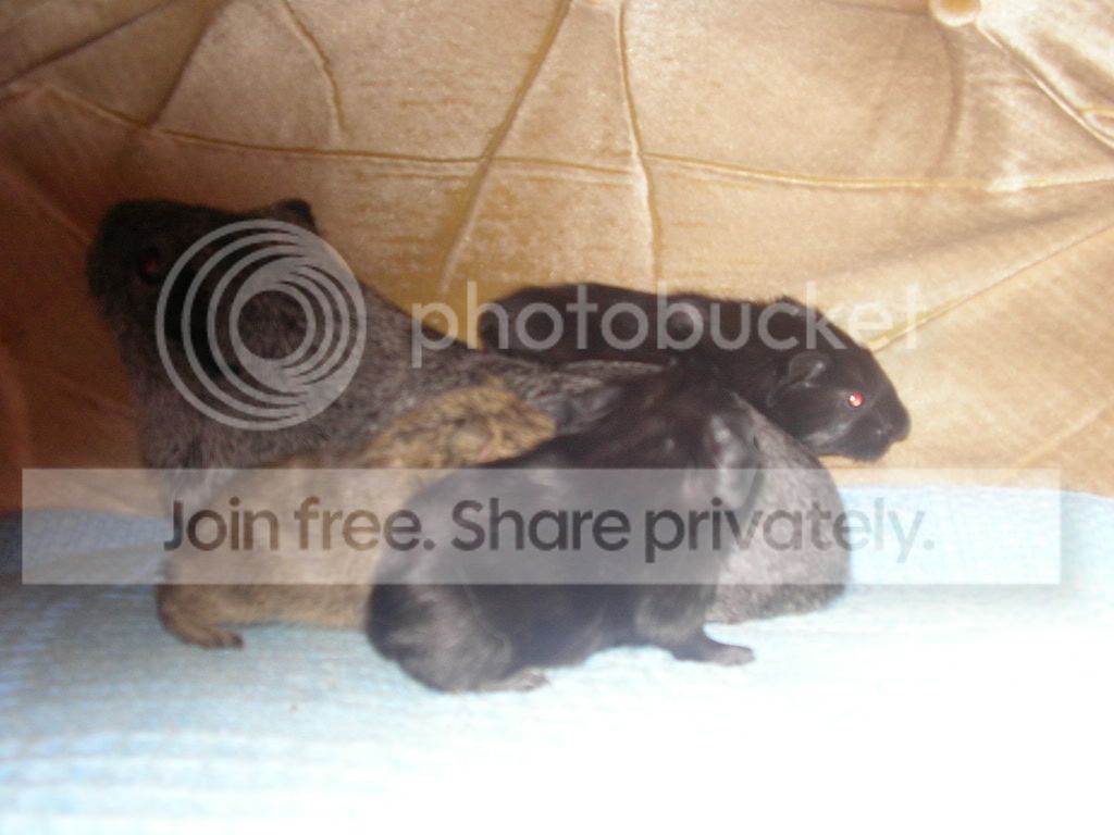 guineas005.jpg