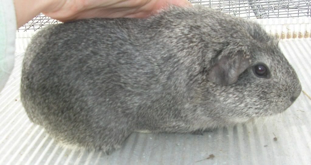 guineas006.jpg