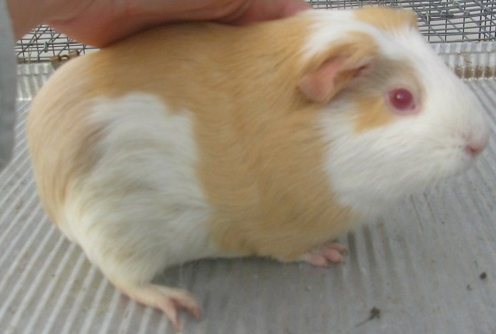 guineas007.jpg