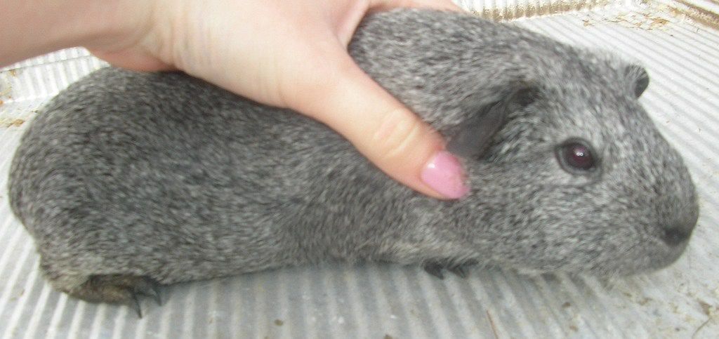guineas008.jpg