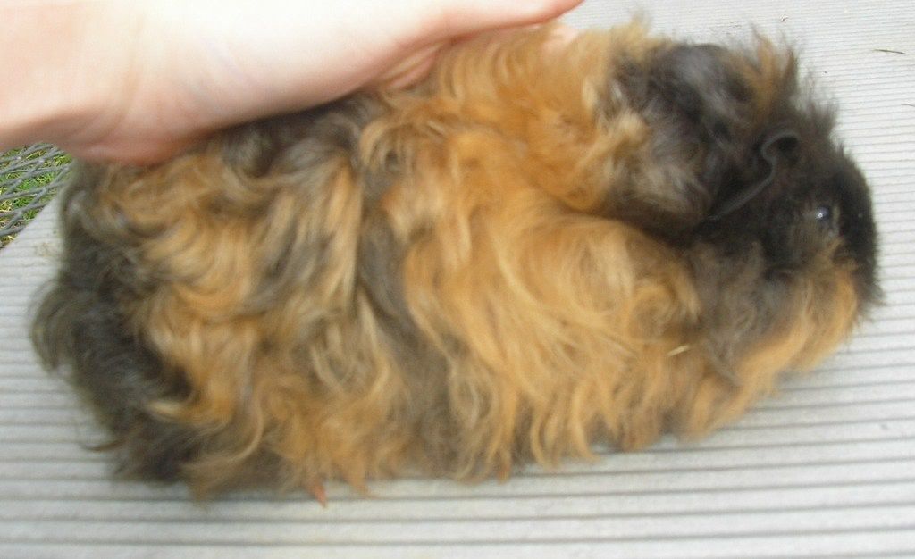 guineas009.jpg