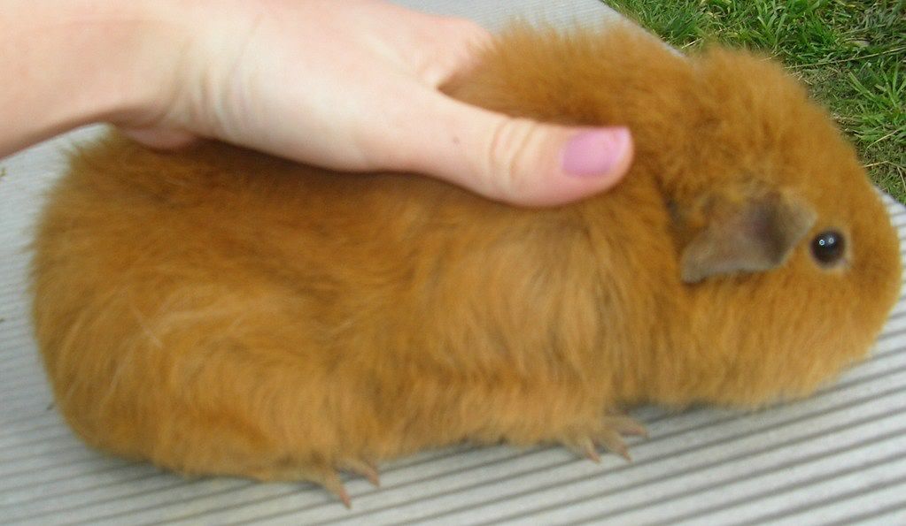 guineas010.jpg