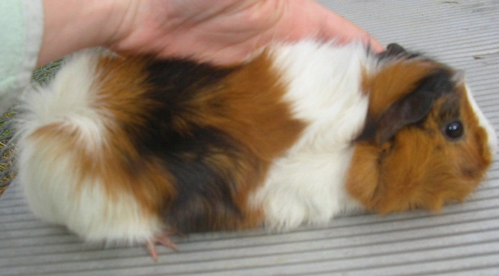 guineas011.jpg