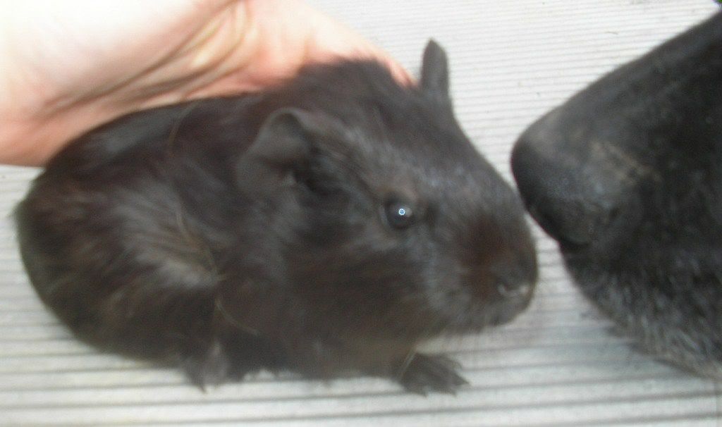 guineas012.jpg
