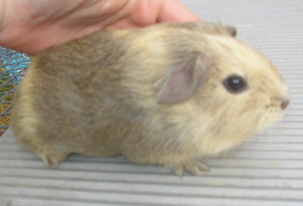 guineas013.jpg