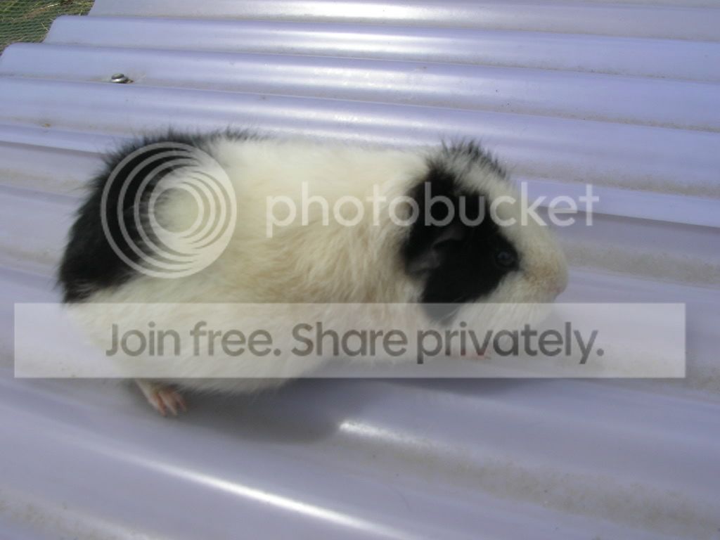 guineasnovember08008.jpg