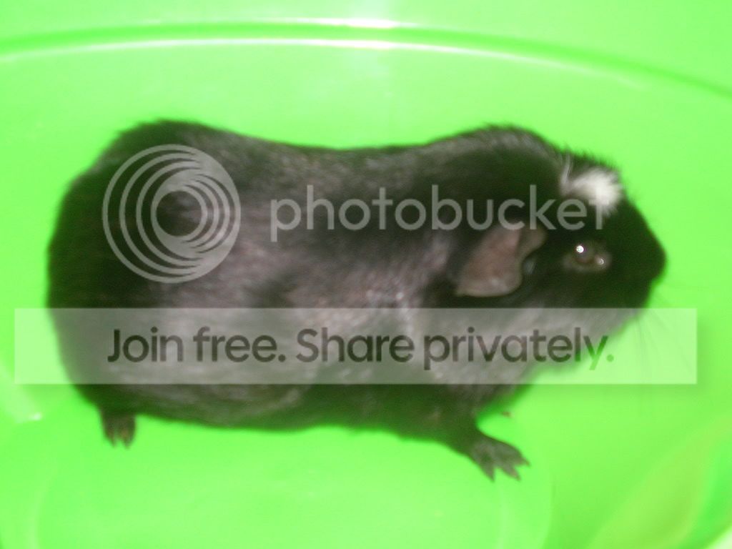 guineaupdate009.jpg